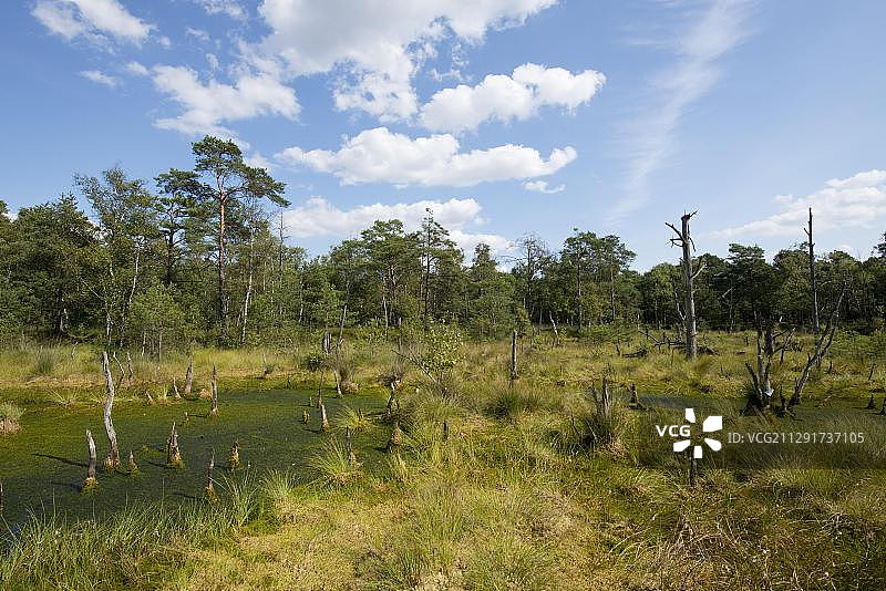 皮茨莫尔沼泽，吕讷堡石楠自然保护区，施内弗尔丁根，下萨克森州，德国，欧洲图片素材