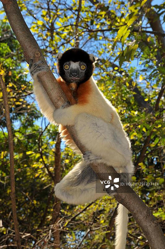 非洲马达加斯加冕狐猴图片素材