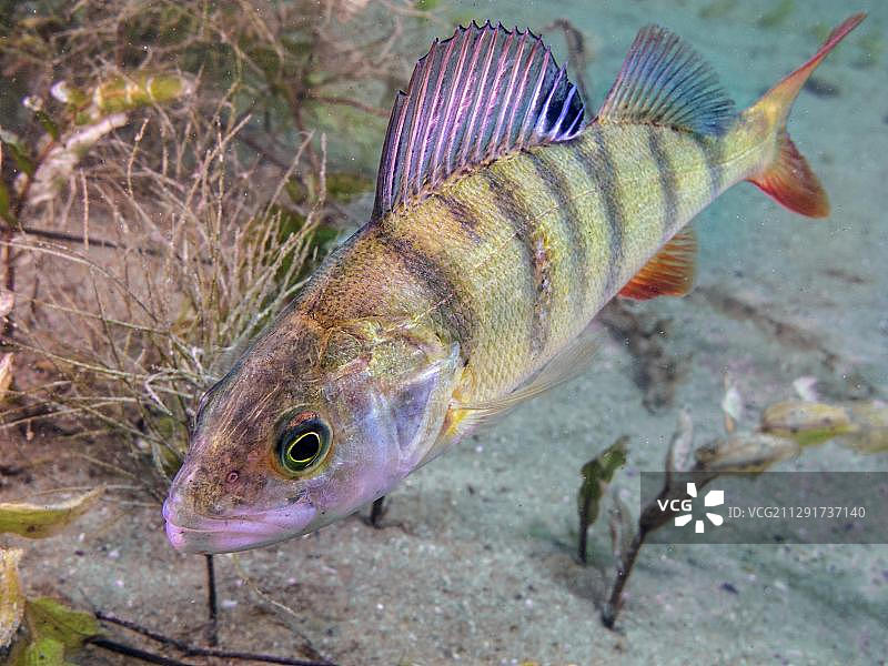 一条欧洲鲈鱼（Perca fluviatilis）在德国法兰克福 Oder 河畔 Helensee 湖的湖底觅食图片素材