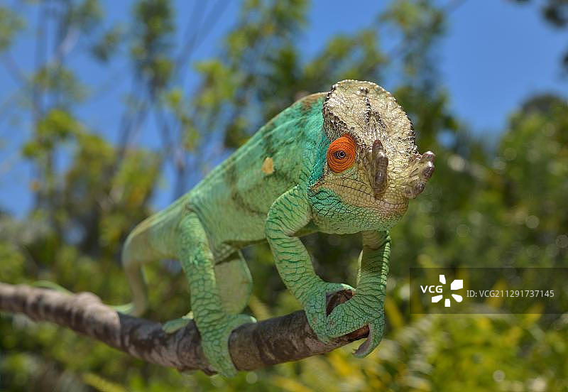 帕森变色龙，马达加斯加，非洲图片素材