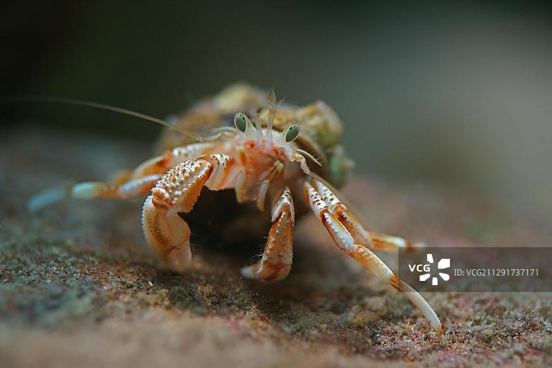 常见的寄居蟹(Pagurus bernhardus, Eupagurus bernhardus),在德国石勒苏益格-荷尔斯泰因州黑尔戈兰岛的海水水族馆图片素材