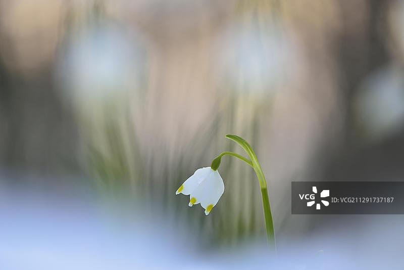 德国萨克森的雪地春雪花图片素材