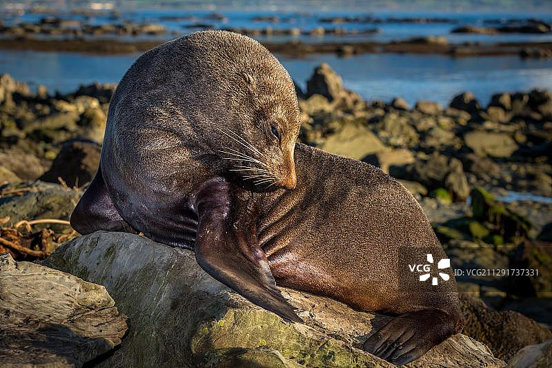 南方海狗，靠近凯库拉，新西兰南岛，大洋洲图片素材