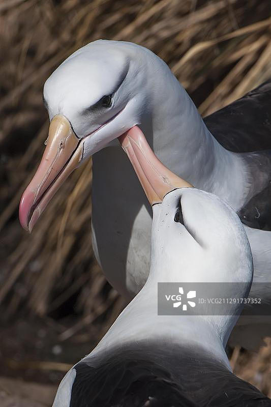 黑眉信天翁返回巢穴，伴侣迎接，西点岛，福克兰群岛，英国，南美洲图片素材