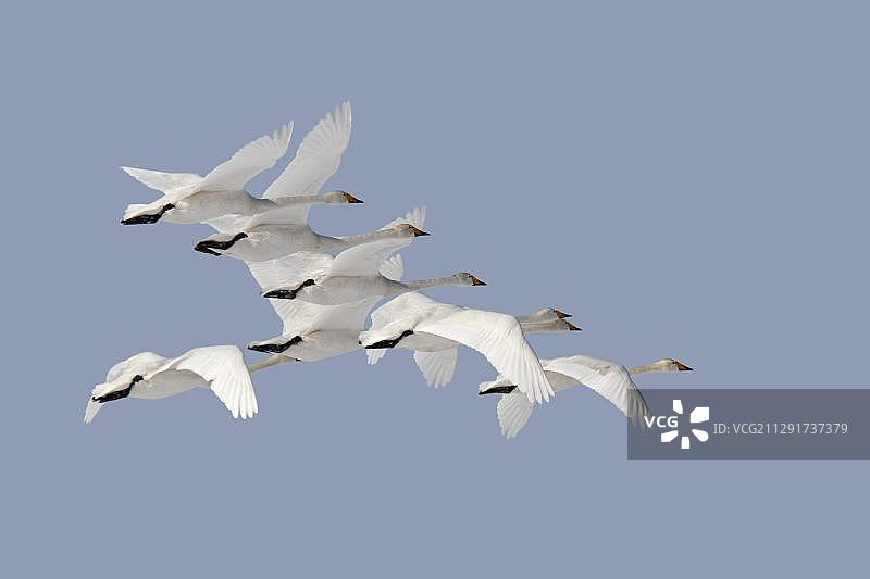 大天鹅（Cygnus cygnus）飞行编队，德国下萨克森州图片素材