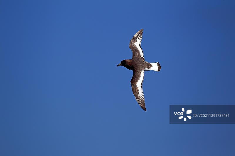 飞行的海燕（Daption capense），成年，威德尔海，南极洲图片素材