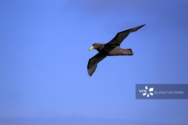 巨海燕(Macronectes giganteus),成年,飞行,威德尔海,南极洲图片素材