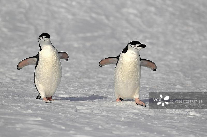 南极洲棕崖的帽带企鹅图片素材