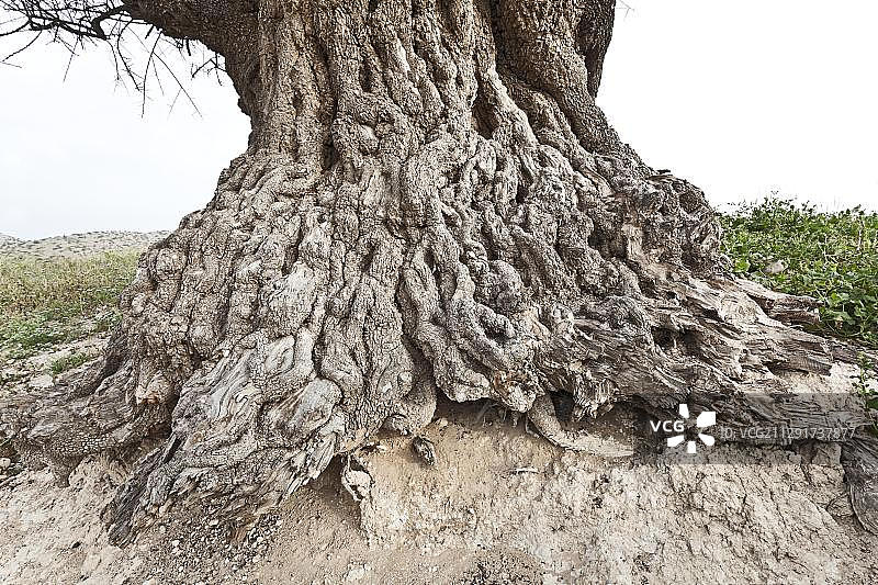 非洲摩洛哥埃索维拉省的摩洛哥坚果树风化树皮图片素材