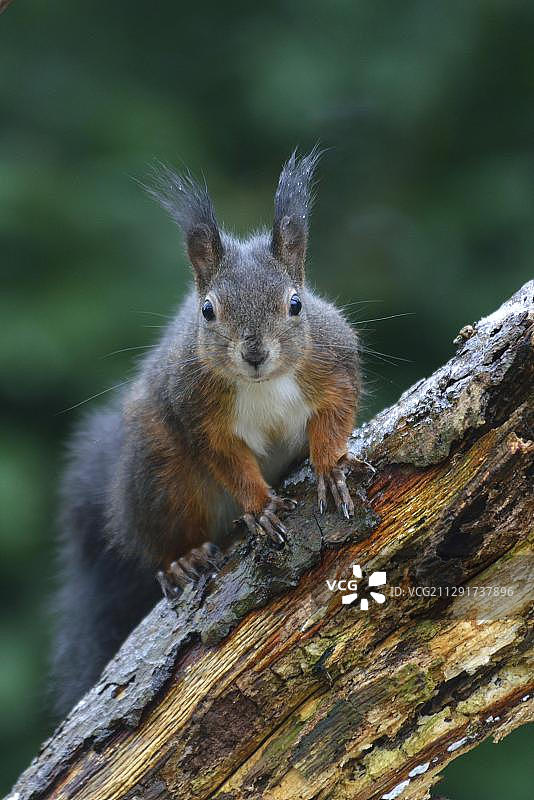 德国松鼠图片素材