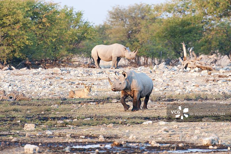 非洲纳米比亚埃托沙国家公园的黑犀牛和母狮图片素材