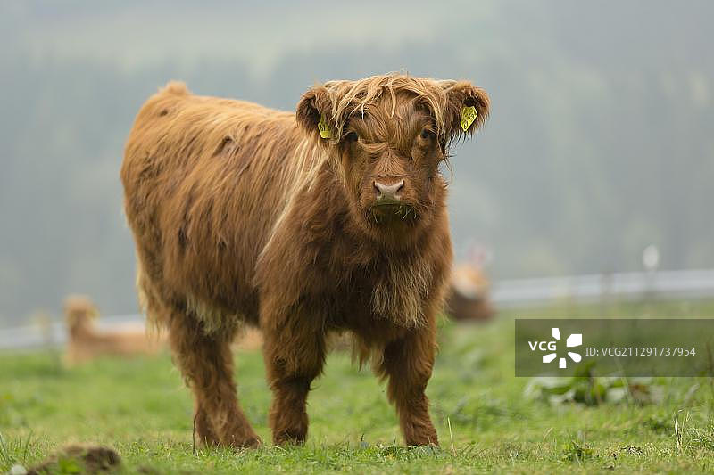 高地牛，小牛，贝吉施格拉德巴赫，北莱茵-威斯特法伦州，德国，欧洲图片素材