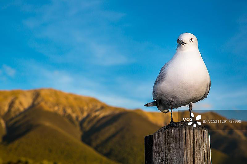 黑嘴鸥，新西兰南岛塔斯曼区图片素材