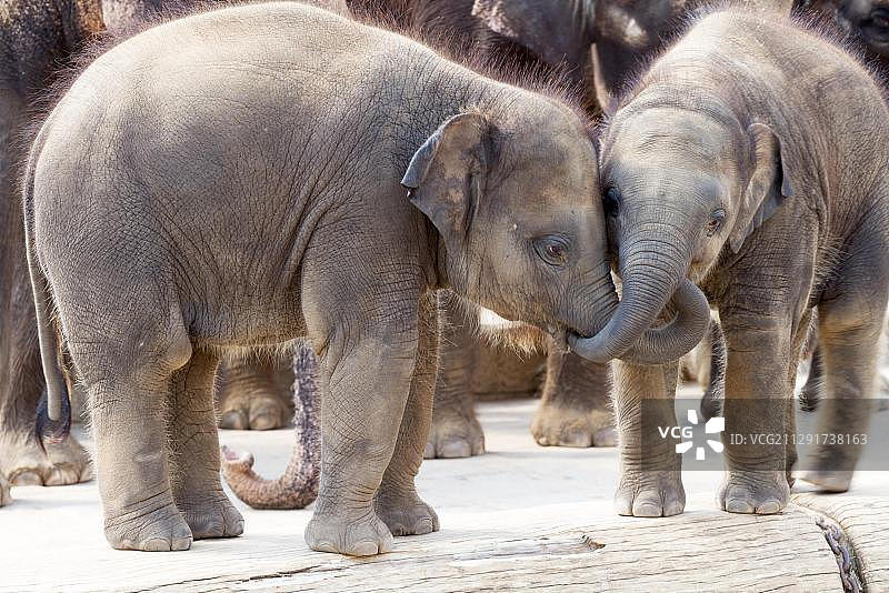 动物园里两只互相用鼻子触碰的亚洲小象图片素材