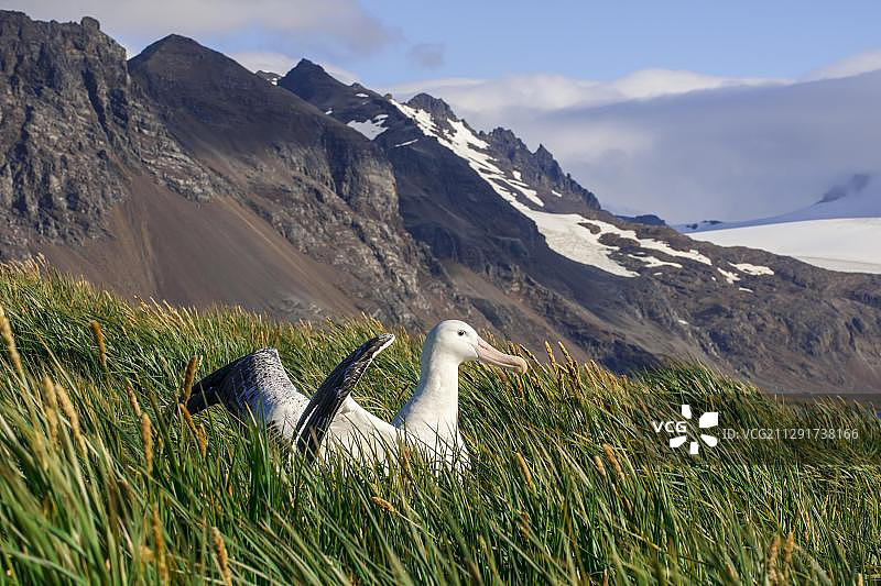 漂泊信天翁（Diomedea exulans）在其筑巢地，南乔治亚和南桑威奇群岛，英国海外领土图片素材