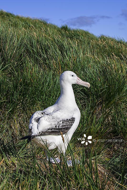 漂泊信天翁（Diomedea exulans）在其筑巢地，南乔治亚和南桑威奇群岛，英国海外领土图片素材