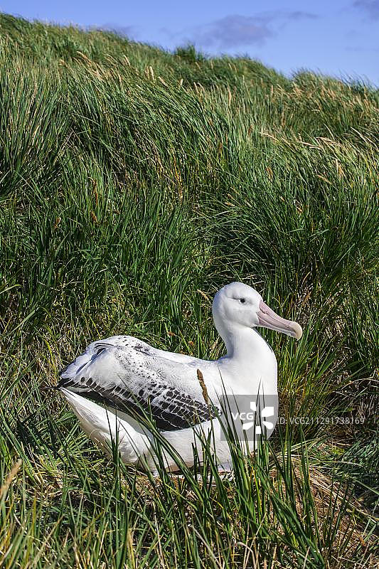 漂泊信天翁（Diomedea exulans）在其筑巢地，南乔治亚和南桑威奇群岛，英国海外领土图片素材