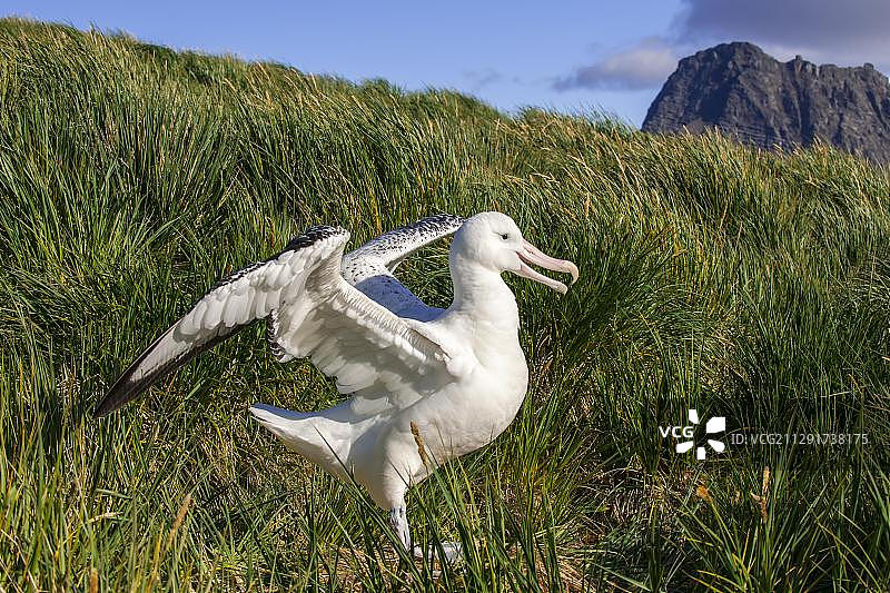 漂泊信天翁（Diomedea exulans）在其筑巢地，南乔治亚和南桑威奇群岛，英国海外领土图片素材