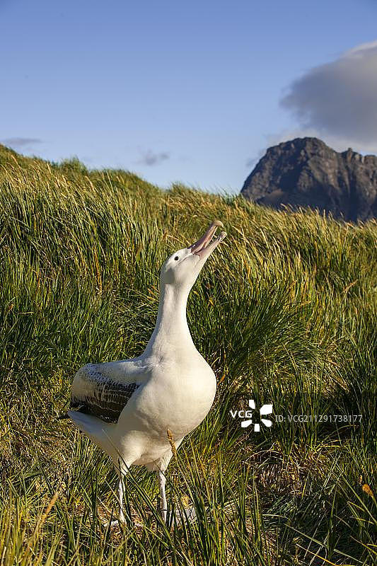 漂泊信天翁（Diomedea exulans）在其筑巢地，南乔治亚和南桑威奇群岛，英国海外领土图片素材