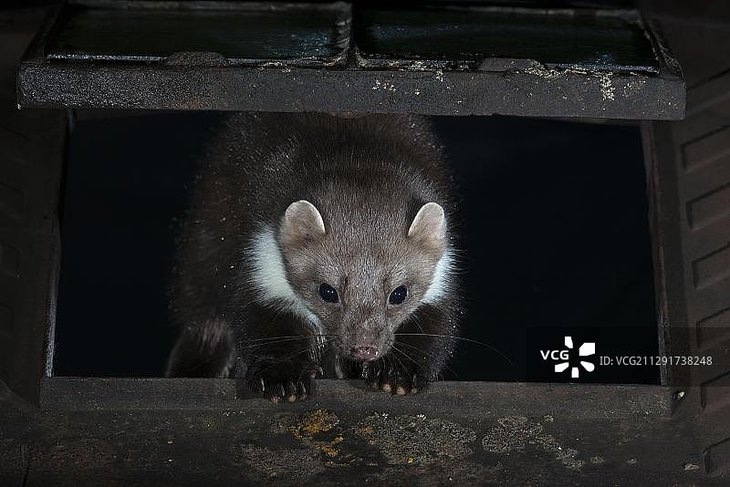 石貂，德国莱茵兰-普法尔茨图片素材