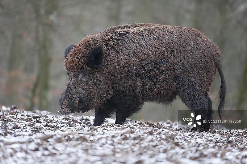 野猪，冬季毛皮，人工饲养，德国巴伐利亚图片素材