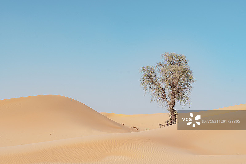 沙漠 植物 极简 干净 沙漠植物 沙漠迪拜图片素材
