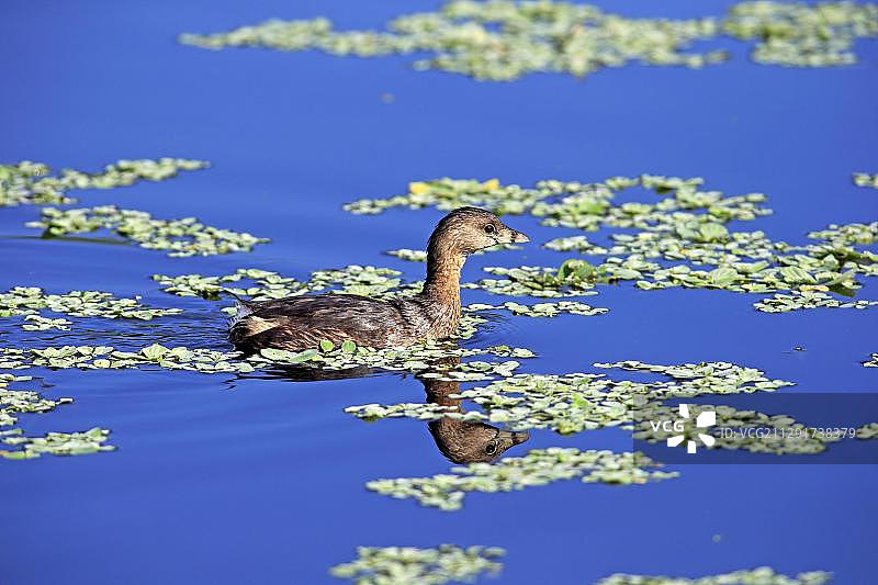 小䴙䴘，美国佛罗里达州布里瓦德县维埃拉湿地图片素材