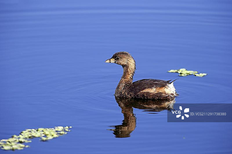 小䴙䴘，美国佛罗里达州布里瓦德县维埃拉湿地图片素材