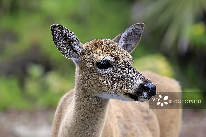 白尾鹿（Odocoileus virginianus clavium），成年雌性，美国佛罗里达州国家 Key 鹿保护区，北美洲图片素材