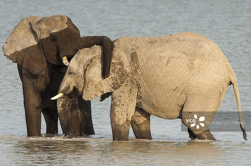 非洲象在埃托沙国家公园的纳米托尼水坑嬉戏，纳米比亚图片素材