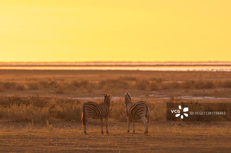 纳米比亚埃托沙国家公园，纳穆托尼水坑日落时的斑氏马图片素材