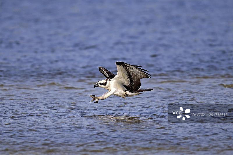北美洲美国佛罗里达州萨尼贝尔岛：正在捕猎的鱼鹰图片素材