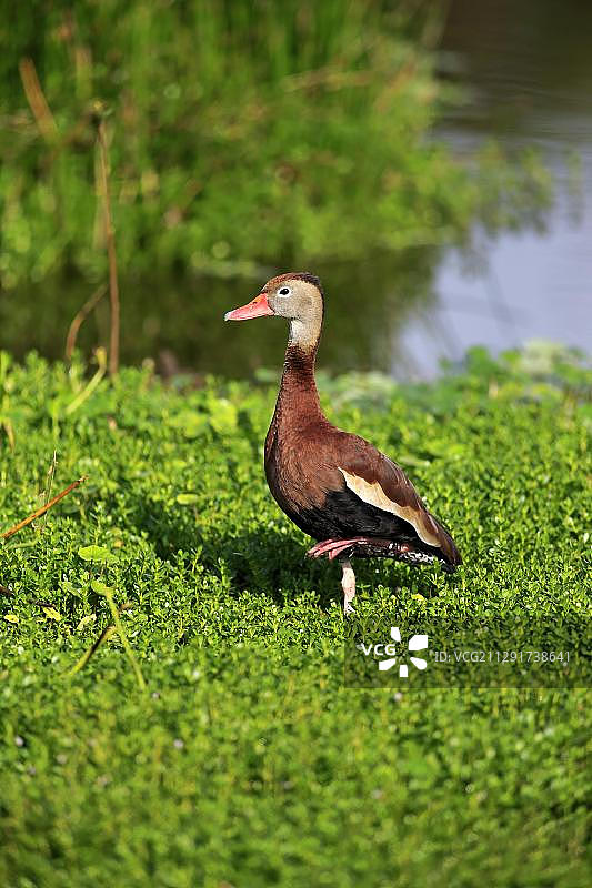 黑腹树鸭成鸟，美国佛罗里达州图片素材