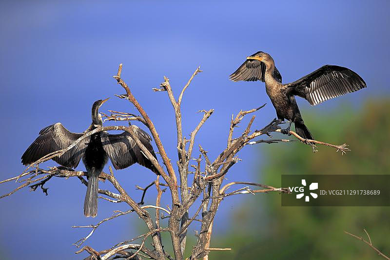 两只双冠鸬鹚正在晾晒羽毛，地点：美国佛罗里达州德尔雷比奇的瓦科达哈奇湿地图片素材