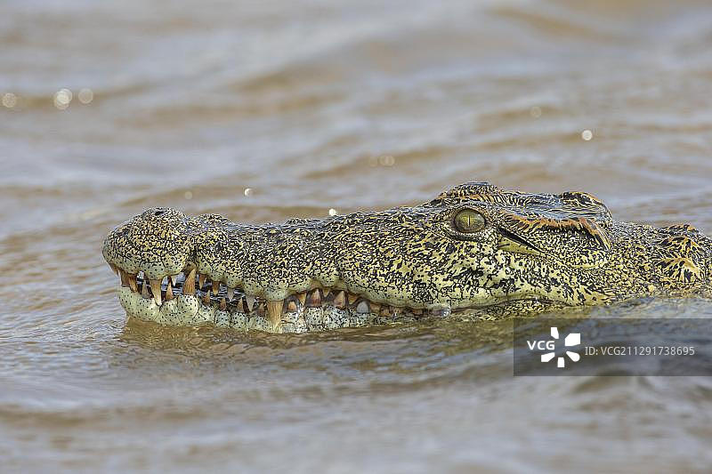尼罗鳄，位于赞比亚南部的赞比西河图片素材