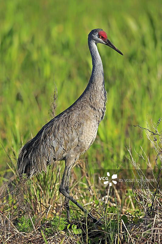 沙丘鹤，成年，美国佛罗里达州图片素材