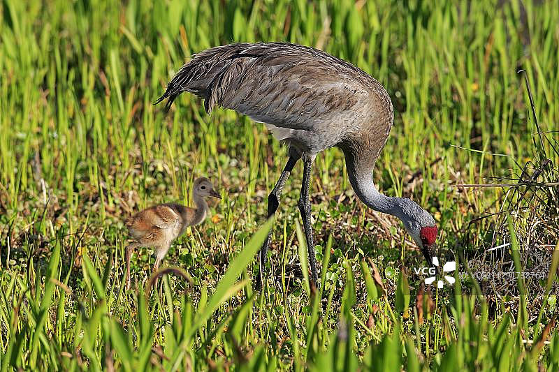 加拿大鹤与幼鸟，美国佛罗里达州布里瓦德县维埃拉湿地图片素材