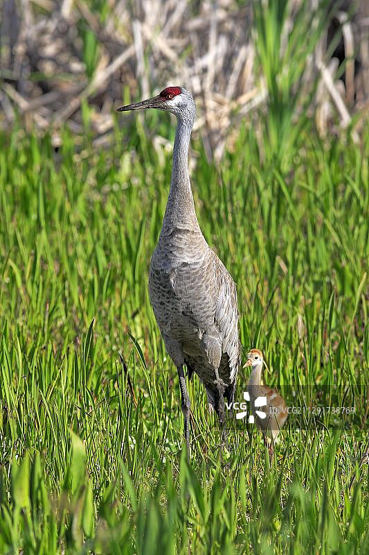 加拿大鹤与幼鸟，美国佛罗里达州布里瓦德县维埃拉湿地图片素材