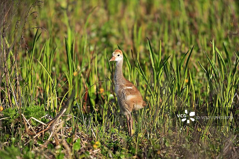 加拿大鹤幼鸟，维埃拉湿地，布里瓦德县，佛罗里达州，美国，北美洲图片素材