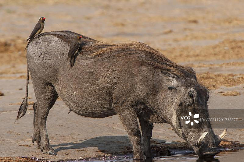 疣猪与红嘴牛椋鸟，南非普马兰加省克鲁格国家公园图片素材