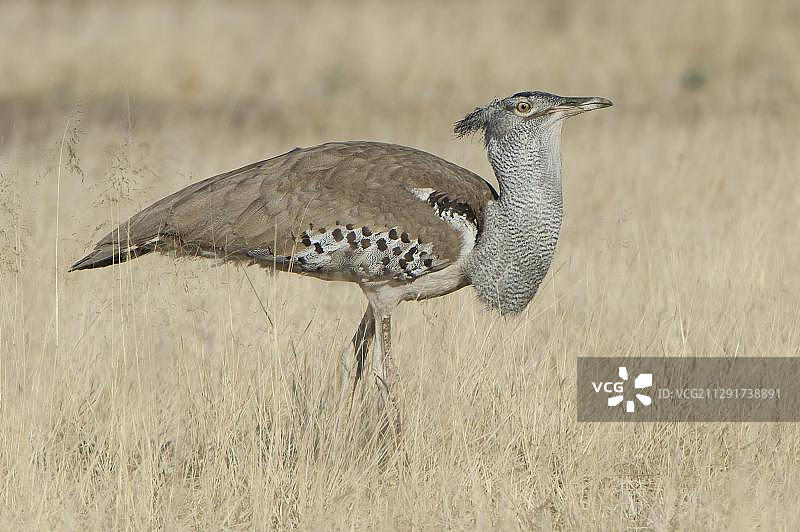 柯利鸨（Ardeotis kori），卡拉哈迪跨境公园，南非北开普省图片素材