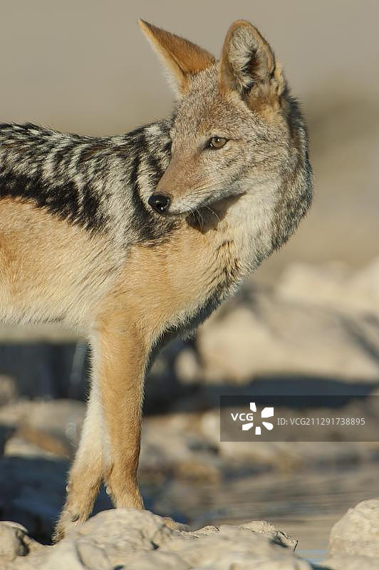 南非卡拉哈迪跨境公园的黑背胡狼图片素材