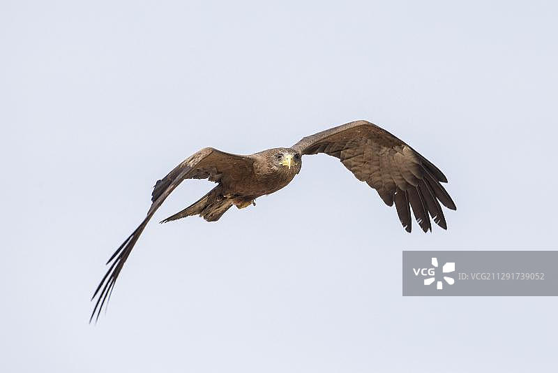 非洲赞比亚南部省飞行的黄嘴鵟图片素材
