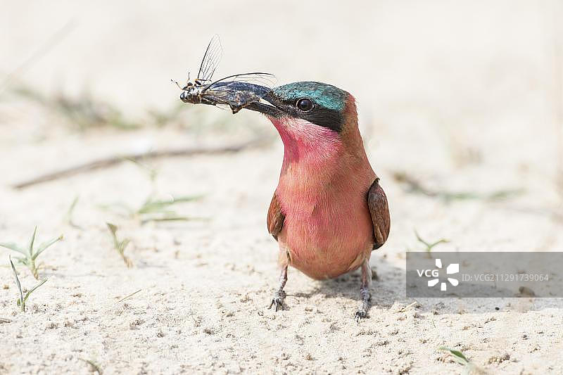 非洲赞比亚南部省的北朱红蜂虎图片素材