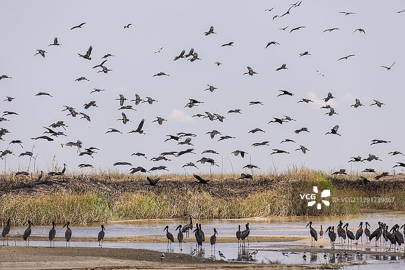 赞比亚赞比西河上的非洲钳嘴鹳图片素材