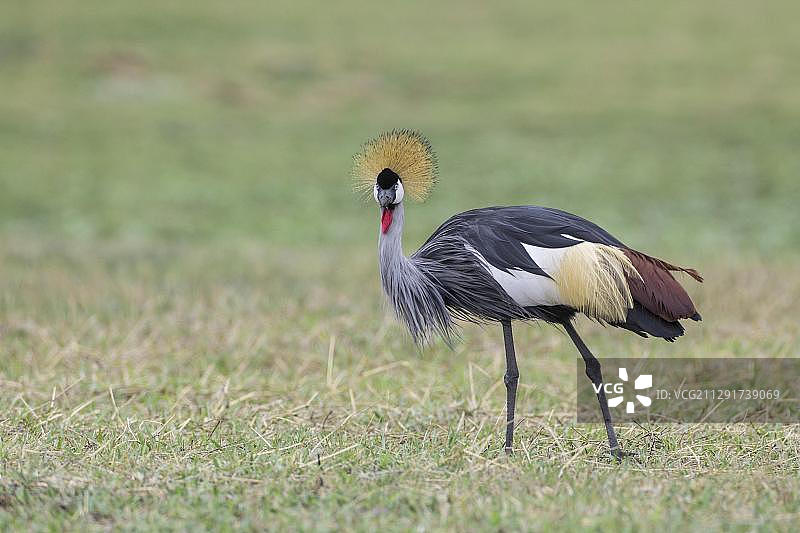 赞比亚西北部刘瓦平原国家公园的灰冕鹤(Balearica regulorum)图片素材