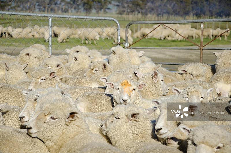 新西兰北岛吉斯伯恩地区围栏里的绵羊图片素材