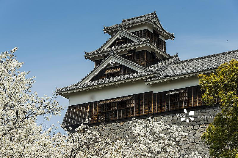 日本熊本县熊本城樱花树图片素材