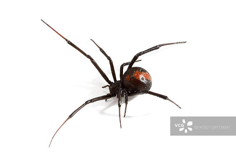 红背蜘蛛图片素材