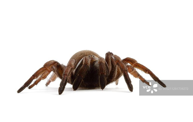 悉尼棕色活板门蜘蛛图片素材